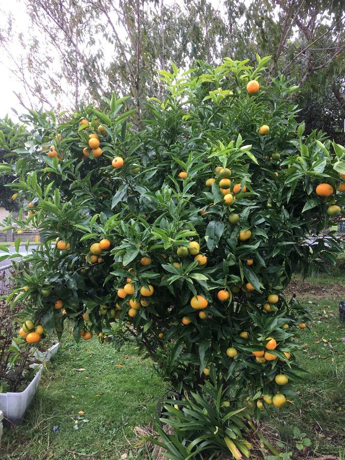 At Homestay Auckland Ngoại thất bức ảnh